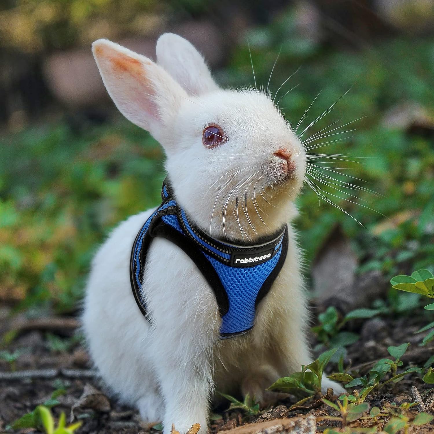 Cat Harness and Leash Set for Walking Escape Proof, Adjustable Soft Kittens Vest with Reflective Strip for Cats, Comfortable Outdoor Vest, Blue, S